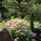 紫陽花