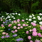 紫陽花と竹林