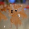 ガラスの犬群