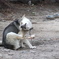 犬