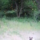 夏みかん畑の猫