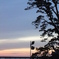 夕暮れの川と松