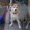 おめかし柴犬