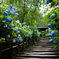 紫陽花寺