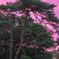 黄昏の老大木 － 松