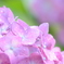 梅雨・紫陽花