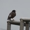 どこへ飛ぼうか