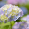 紫陽花