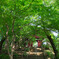 本土寺（あじさい寺)へと続く階段