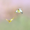 Fly