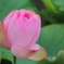 蕾