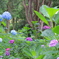 紫陽花の森