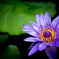 Water lily