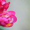 201500426 実家にて 024