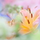 パステルリリー