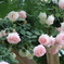 淡いピンク色に染まる白薔薇