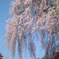 鳥取県倉吉市の桜