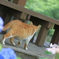 あじさいと猫