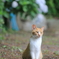 あじさいと猫
