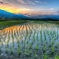 田園風景