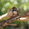 睦まじき鳥
