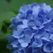 飛鳥山公園にて　６