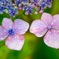 紫陽花