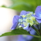 梅雨晴れ…庭の紫陽花