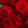 薔薇のブーケ