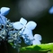 blue☆light
