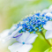 Lacecap Hydrangea