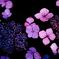 DSCF4179