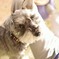 犬
