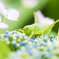 「Hydrangea and grasshopper」