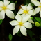 クチナシの花