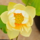 蓮の花