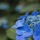 紫陽花<1>
