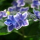 紫陽花2015-6（金平糖２）