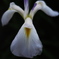 菖蒲1