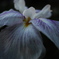 菖蒲3