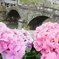 紫陽花と眼鏡橋