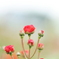 Scarlet II