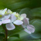 紫陽花