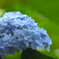 紫陽花