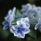 紫陽花