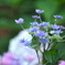 紫陽花