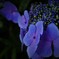 紫陽花