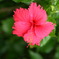 ハイビスカス