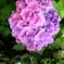 Hydrangea