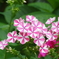 紫陽花